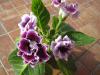 Глоксиния Брокэйд Фиолетовая с белой каймой (семена от Хупты)