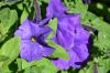 петуния Синяя птица
