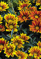 Гацания Кисс F1 Микс, Хупта, 4889573 100 семян