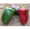 Перец Адиге F1 Перец Адиге F1