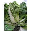 Капуста Маноко F1 Капуста Маноко F1