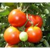 Томат Восторг Томат Восторг