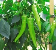 Перец Сафьян F1 Перец Сафьян F1