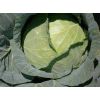 Капуста Грегориан F1