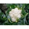 Капуста Леканю F1 цветная Швейцария 2.500 семян Капуста Леканю F1 цветная Швейцария 2.500 семян
