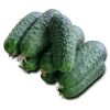 Огурец Сатина F1 Огурец Сатина F1