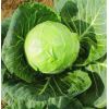 Капуста Кандиса F1