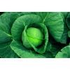 Капуста Байонет F1 белокочанная Нидерланды 2.500 семян Капуста Байонет F1 белокочанная Нидерланды 2.500 семян