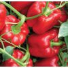 Перец Телестар F1 Перец Телестар F1
