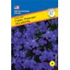 Лобелия кустовая Ривьера Полночь 5 мдр Лобелия кустовая Ривьера Полночь 5 мдр