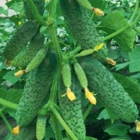 Огурец Ратник F1 Огурец Ратник F1