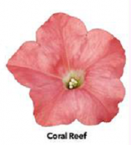 Петуния Изи Вейв, Корал Риф F1 Петуния Изи Вейв, Корал Риф F1