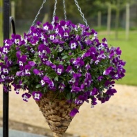 Виола Виттрока ампельная Freefall F1 Purple & White