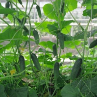 Огурец Алекс F1 Нидерланды 250 семян