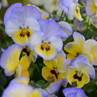 Виола Виттрока ампельная Cool Wave F1 Blueberry Swirl Виола Виттрока ампельная Cool Wave F1 Blueberry Swirl