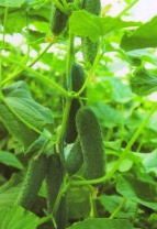 Огурец Уран F1 Япония 1.000 семян Огурец Уран F1 Япония 1.000 семян