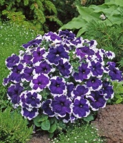 Петуния крупноцветковая Донна F1 Blue Picotee