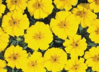 Бархатцы отклоненные Диско Желтые