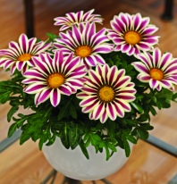 Гацания Биг Кисс F1 Вайт Флэйм, Хупта, арт. 9588 30 семян