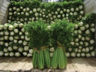 Сельдерей черешковый Танго