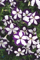 Петуния ампельная Лавина F1 Blue Star