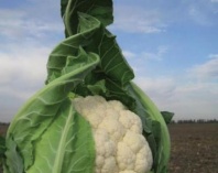 Капуста Трайдент F1