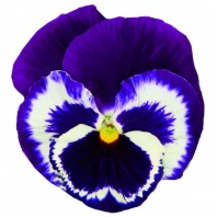 Анютины глазки Виола Виттрока Italia F1" Blue Top