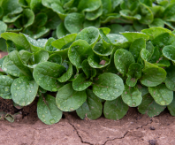 Салат Корн Бонвита Салат Корн Бонвита