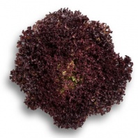 Салат Сенсибель Салат Сенсибель