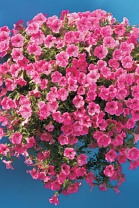 Петуния ампельная Velvet F1 Velvet Rose Vein Петуния ампельная Velvet F1 Velvet Rose Vein