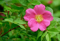 Роза Давида (Rosa davidii) 0,2 гр.