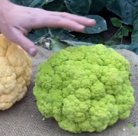 Капуста Грин Шторм F1 Капуста Грин Шторм F1