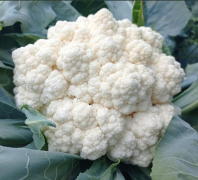 Капуста Вайтекс F1