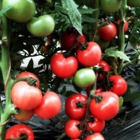 Томат Эсмира F1 Томат Эсмира F1