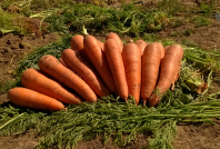 Морковь Проминанс F1 Морковь Проминанс F1