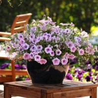 Петуния Fuseables multi-species Cotton candy Петуния Fuseables multi-species Cotton candy