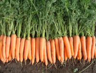 Морковь Олимпо F1 Морковь Олимпо F1