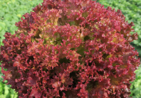 Салат Солос Салат Солос