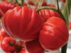 Томат Сарра F1 Индетерминантный. Франция 4 шт.