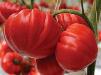 Томат Сарра F1 Индетерминантный. Франция 4 шт. Томат Сарра F1 Индетерминантный. Франция 4 шт.