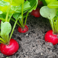 Редис Сизар F1 Редис Сизар F1