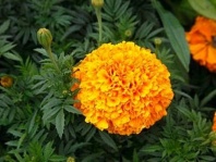Бархатцы прямостоячие Перфекшн F1 Оранжевые Бархатцы прямостоячие Перфекшн F1 Оранжевые