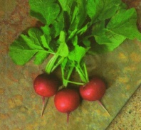 Редис Мидуэй F1 Редис Мидуэй F1