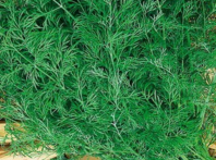 Укроп Атаман 10 гр Укроп Атаман 10 гр