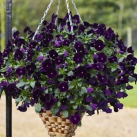 Виола Виттрока ампельная Freefall F1 Deep Violetl