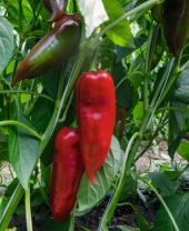 Перец Хан F1 Перец Хан F1