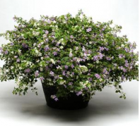 Бакопа, Утопия Микс F1 Бакопа, Утопия Микс F1