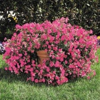 Петуния ампельная Тайдал Вейв F1 Pink Hot Петуния ампельная Тайдал Вейв F1 Pink Hot