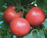 Томат Пинк Трит F1