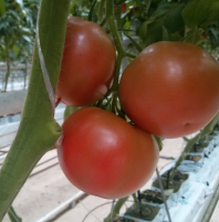 Томат СВ3725ТЧ F1